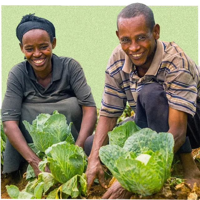 farmers harvesting the crop of veg